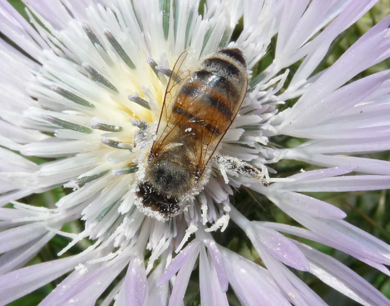 Il pieno di polline (Apis mellifera e presunto Apidae Andreninae)
